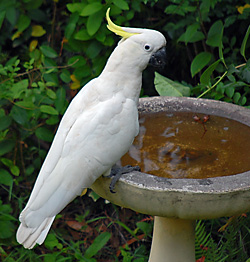 Bird Identification of Australian Birds - Sydney and Blue Mountains Bird Species - Sulphur-crested Cockatoo - Cacatua galerita