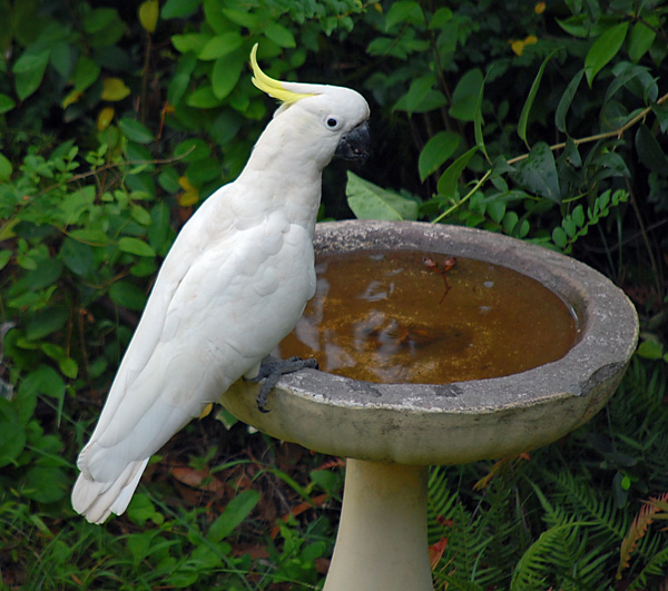 Sulphur-crested Cockatoo - Cacatua galerita