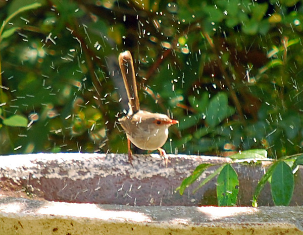 Superb Fairy-wren - Malurus cyaneus