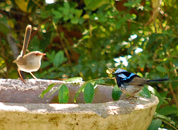 Superb Fairy-wren - Malurus cyaneus