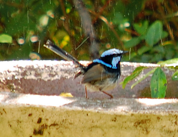 Superb Fairy-wren - Malurus cyaneus Superb Fairy-wren - Malurus cyaneus