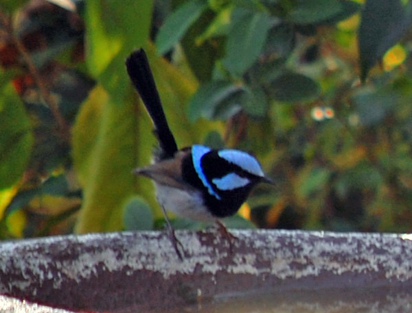 Superb Fairy-wren - Malurus cyaneus
