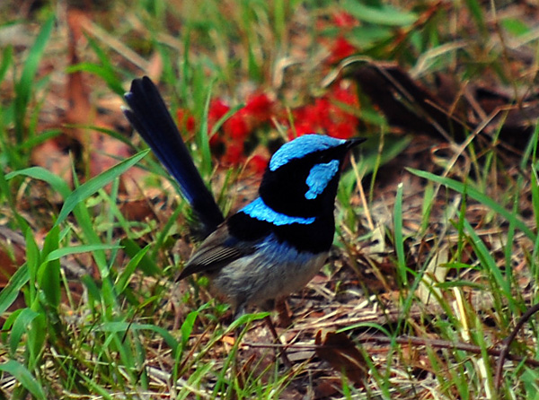 Superb Fairy-wren - Malurus cyaneus