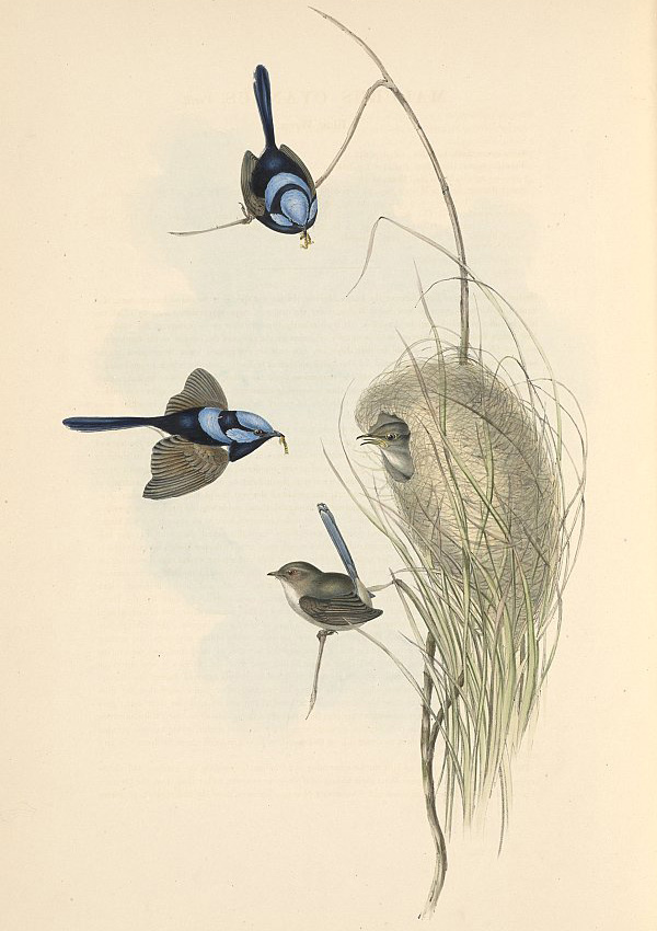 Superb Fairy-wren - Malurus cyaneus Superb Fairy-wren - Malurus cyaneus