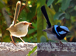 Bird Identification of Australian Birds - Sydney and Blue Mountains Bird Species - Superb Fairy-wren - Malurus cyaneus