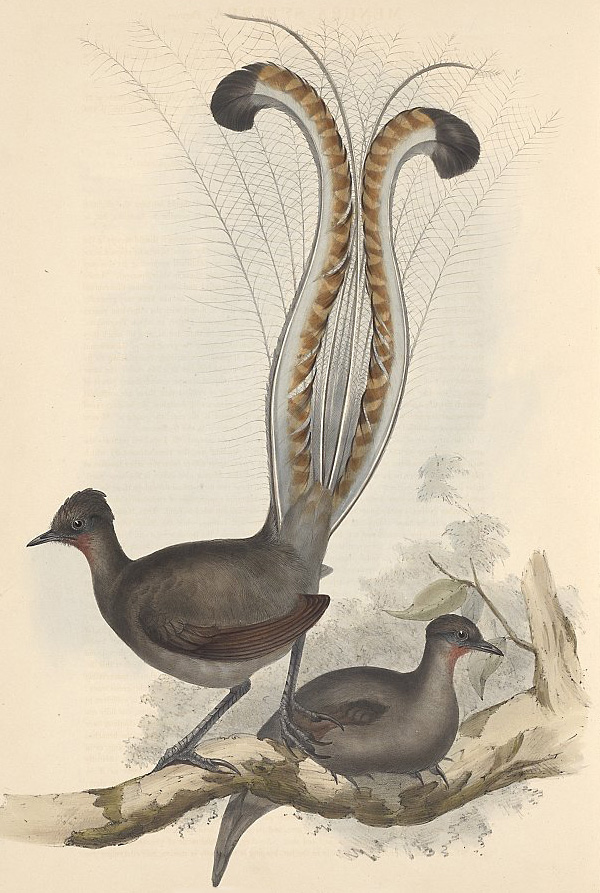 Superb Lyrebird - Menura alberti