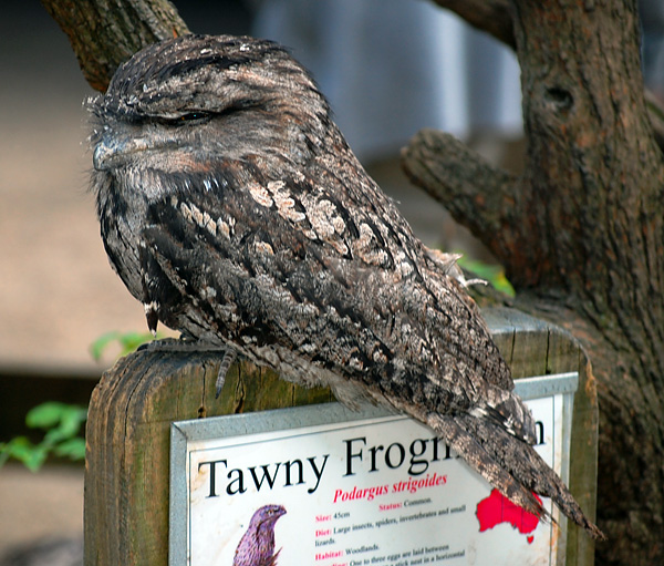 Tawny Frogmouth - Podargus strigoides