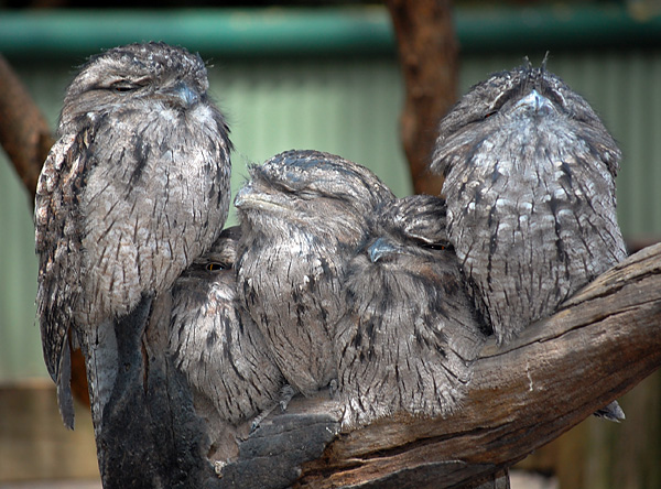 Tawny Frogmouth - Podargus strigoides