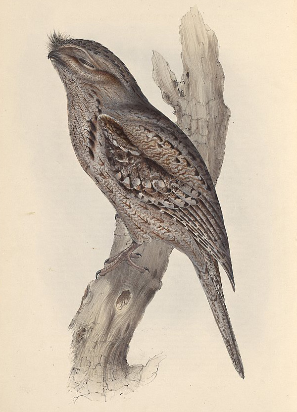 Tawny Frogmouth - Podargus strigoides