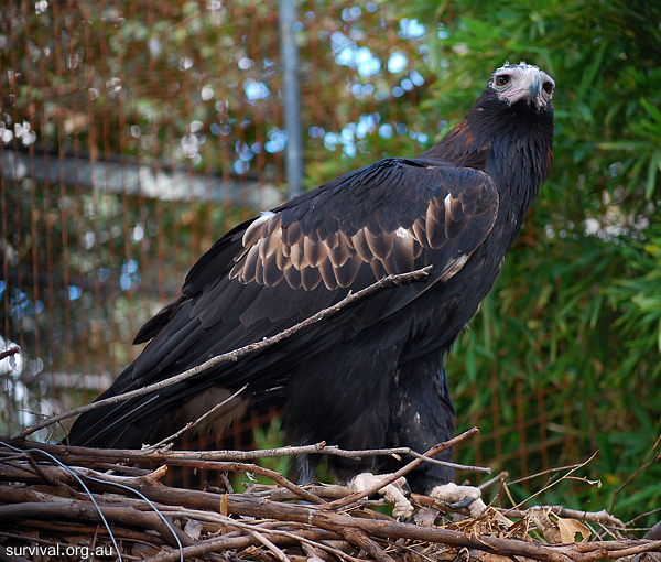 Wedge-tailed Eagle - Aquila audax