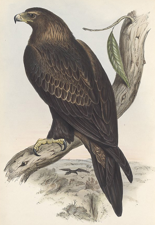 Wedge-tailed Eagle - Aquila audax