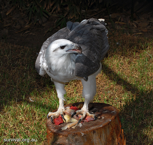 White-Bellied Sea-Eagle - Haliaeetus leucogaster White-Bellied Sea-Eagle - Haliaeetus leucogaster