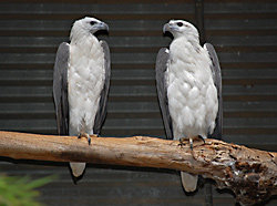 Bird Identification of Australian Birds - Sydney and Blue Mountains Bird Species - White-Bellied Sea-Eagle - Haliaeetus leucogaster Bird Identification of Australian Birds - Sydney and Blue Mountains Bird Species - White-Bellied Sea-Eagle - Haliaeetus leucogaster