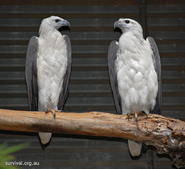 White-Bellied Sea-Eagle - Haliaeetus leucogaster White-Bellied Sea-Eagle - Haliaeetus leucogaster