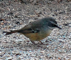 Bird Identification of Australian Birds - Sydney and Blue Mountains Bird Species - White-browed Scrubwren - Sericornis frontalis