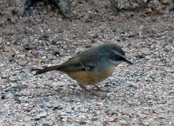 White-browed Scrubwren - Sericornis frontalis White-browed Scrubwren - Sericornis frontalis