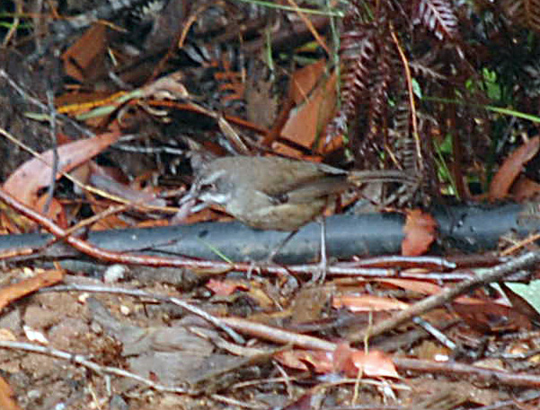 White-browed Scrubwren - Sericornis frontalis White-browed Scrubwren - Sericornis frontalis