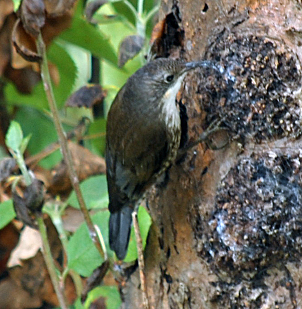 White-throated Treecreeper - Cormobates leucophaeus