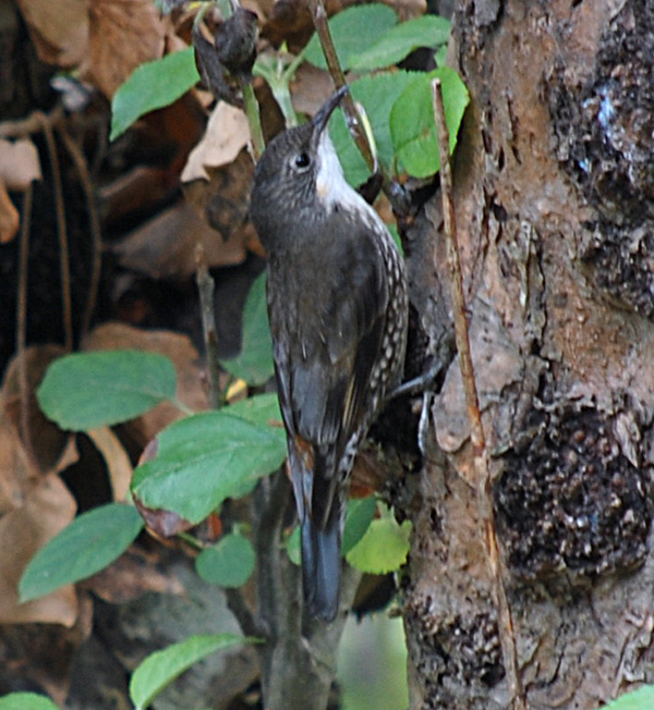White-throated Treecreeper - Cormobates leucophaeus White-throated Treecreeper - Cormobates leucophaeus