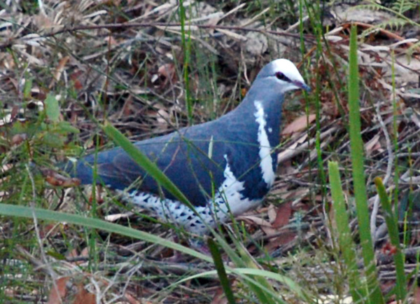 Wonga Pigeon - Leucosarcia melanoleuca