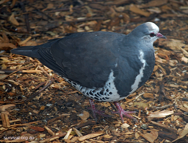 Wonga Pigeon - Leucosarcia melanoleuca