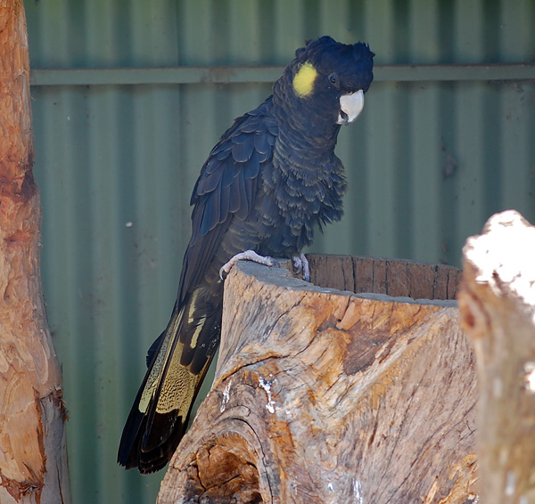Yellow-Tailed Black-Cockatoo - Calyptorhynchus lathami Yellow-Tailed Black-Cockatoo - Calyptorhynchus lathami