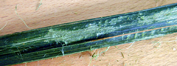 Long-leaved Mat Rush (Lomandra longifolia) - Scraped Leaf