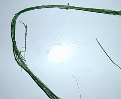 How To Make Cordage from Mat Rush - Long-leaved Mat Rush (Lomandra longifolia) - Twisted Leaf