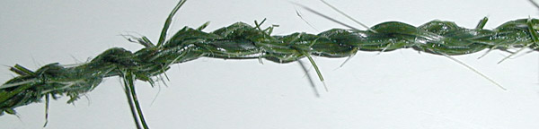 Long-leaved Mat Rush (Lomandra longifolia) - 2 Ply Cordage