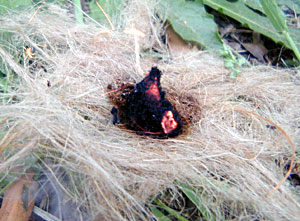 Bow Drill Fire Kit - Glowing Coal