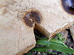 Bow Drill Fire Kit - Notch in Fireboard