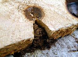 Bow Drill Fire Kit - Notch with Wood Dust