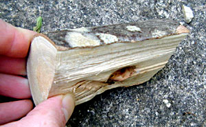 Bow Drill Fire Kit - Handpiece