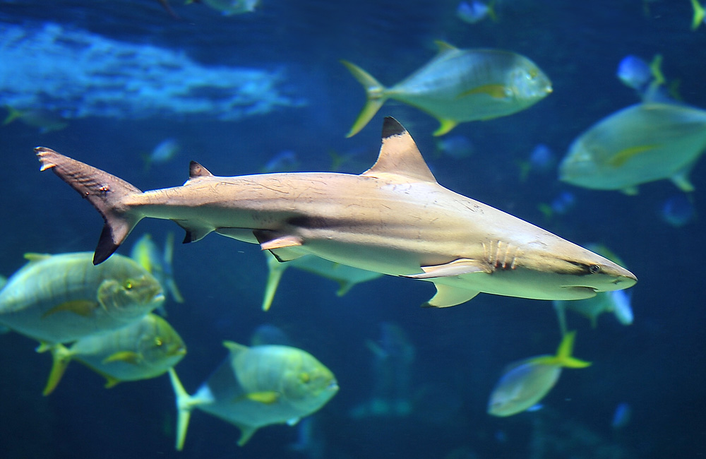 Blacktip Reef Shark - Carcharhinus melanopterus