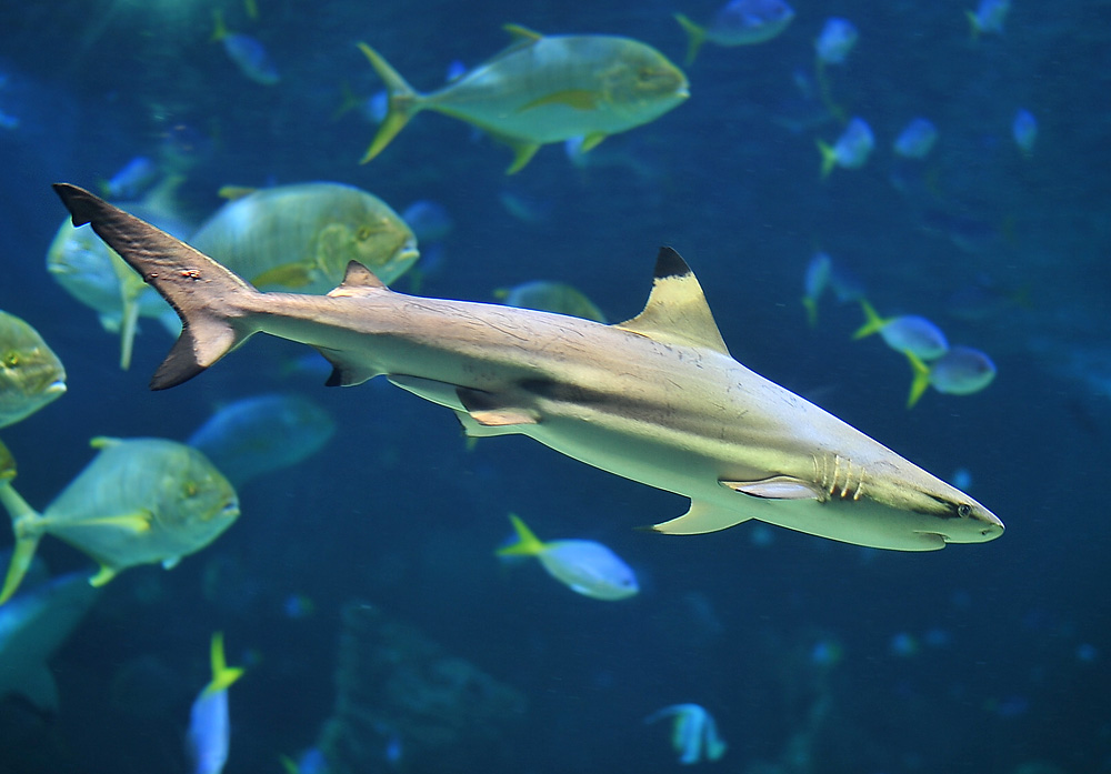 Blacktip Reef Shark - Carcharhinus melanopterus