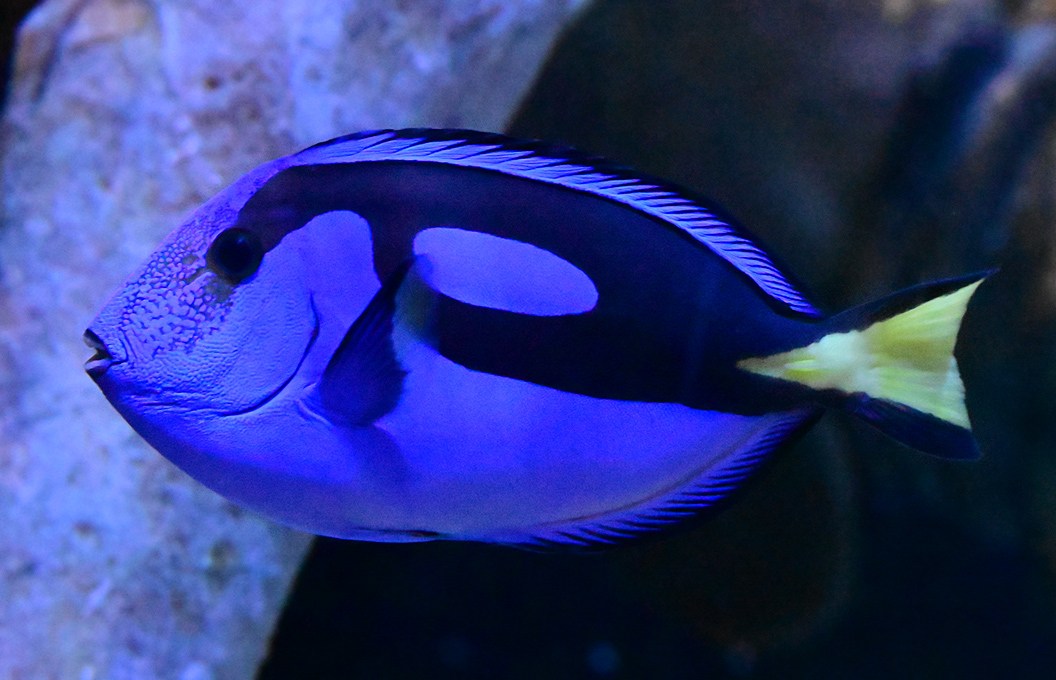 Blue Tang - Paracanthurus hepatus