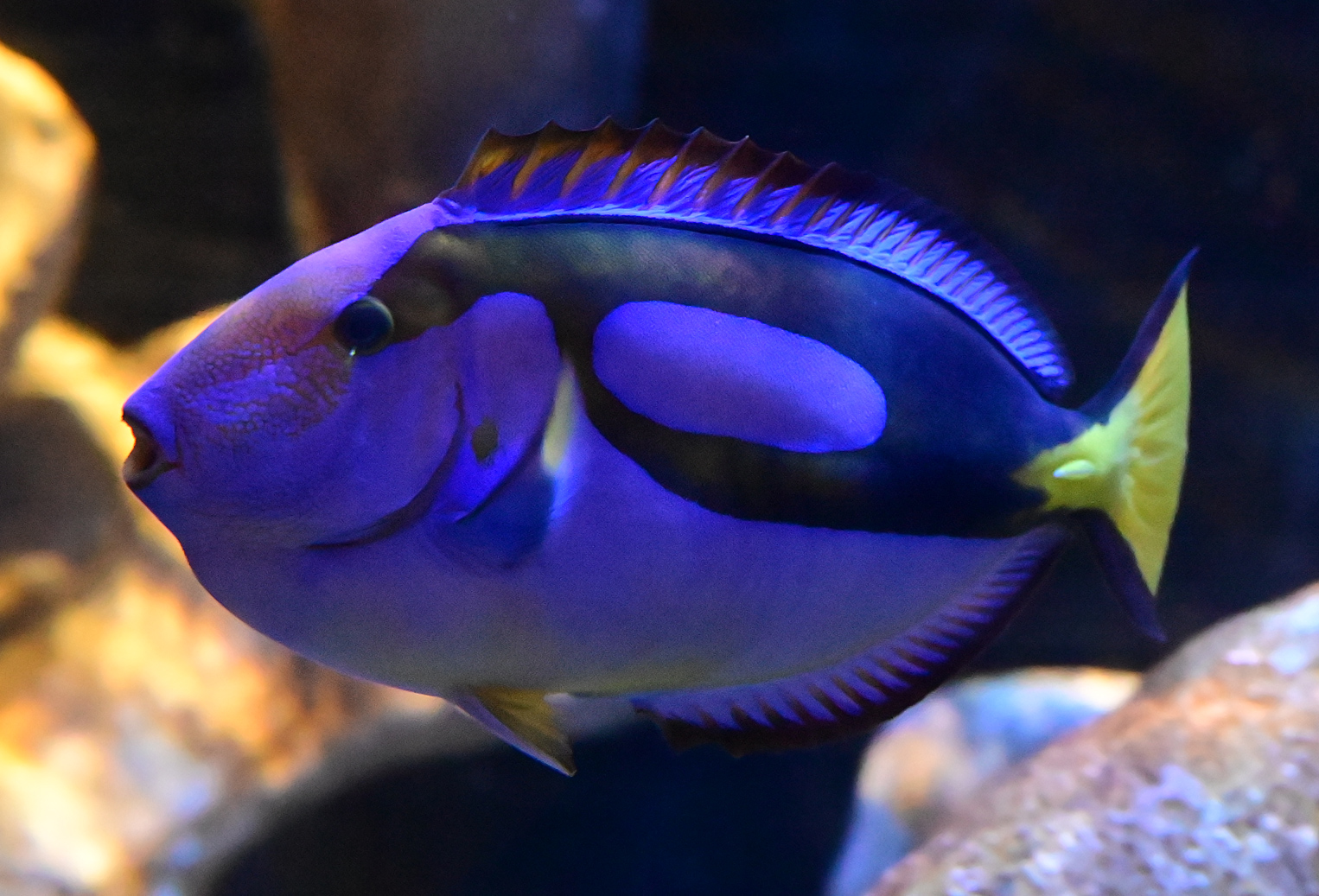 Blue Tang - Paracanthurus hepatus