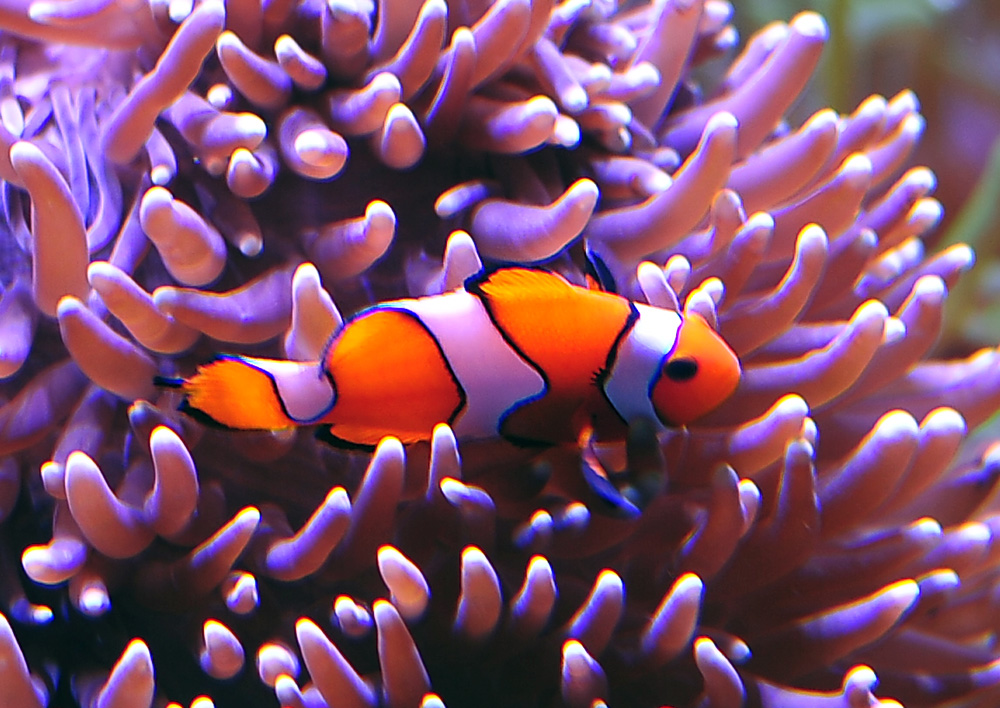Ocellaris Clownfish - Amphiprion ocellaris