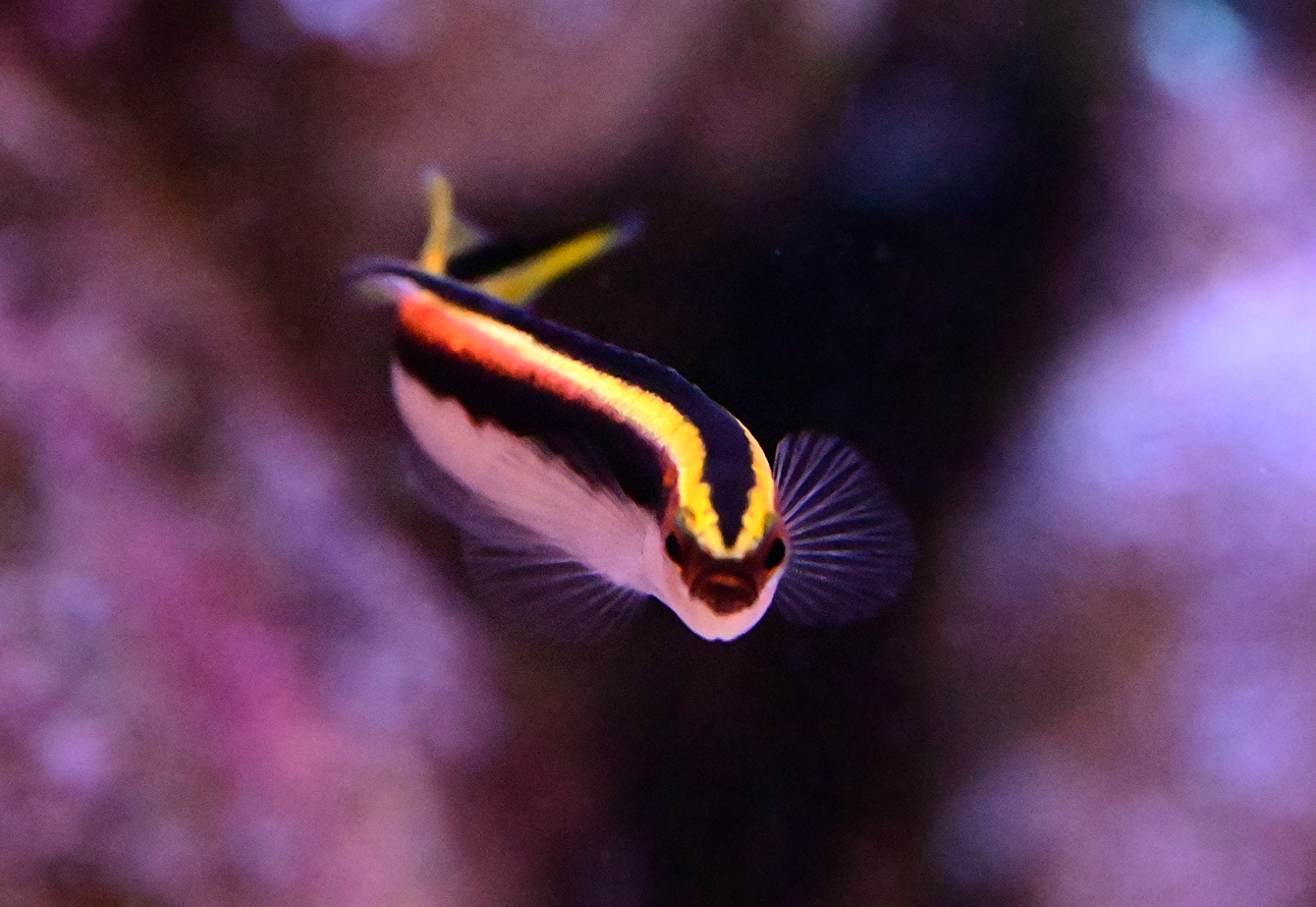 Eastern Hulafish - Trachinops taeniatus