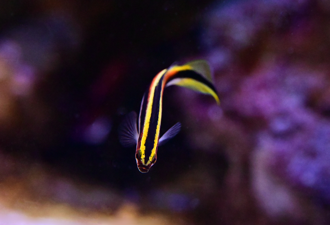 Eastern Hulafish - Trachinops taeniatus