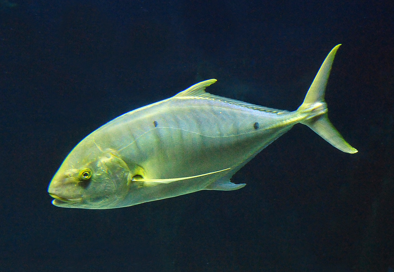 Golden Trevally - Gnathanodon speciosus