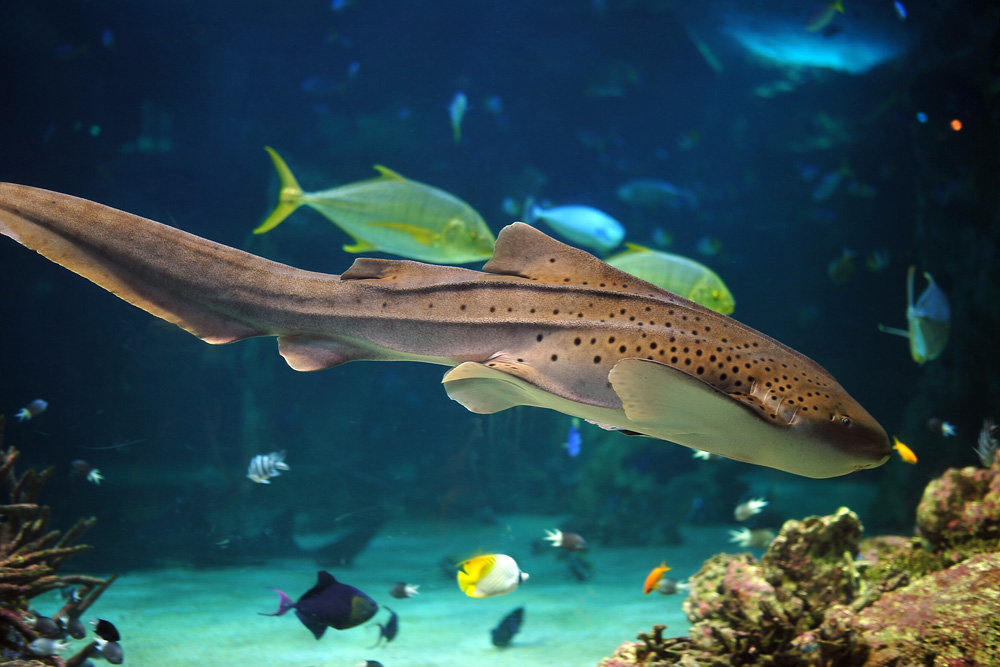 Leopard Shark - Stegostoma fasciatum