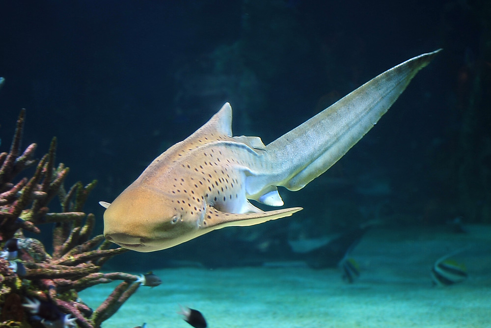 Leopard Shark - Stegostoma fasciatum
