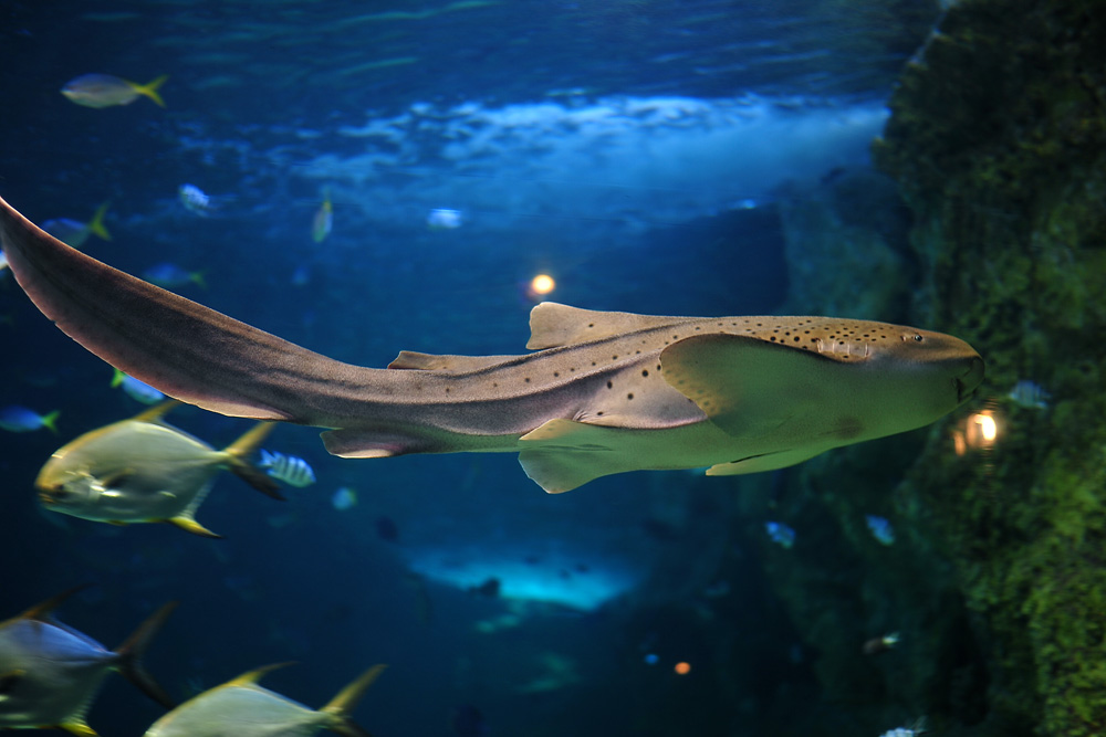 Leopard Shark - Stegostoma fasciatum