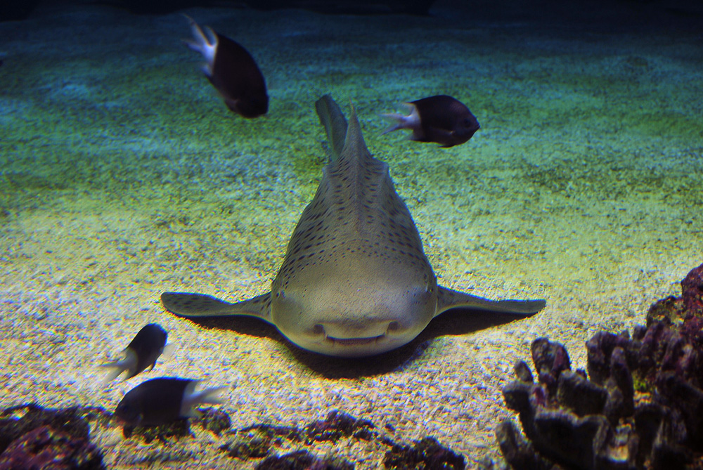 Leopard Shark - Stegostoma fasciatum