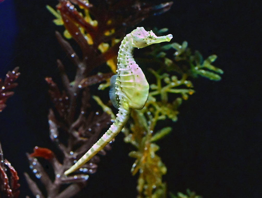 Pot-bellied Seahorse - Hippocampus abdominalis