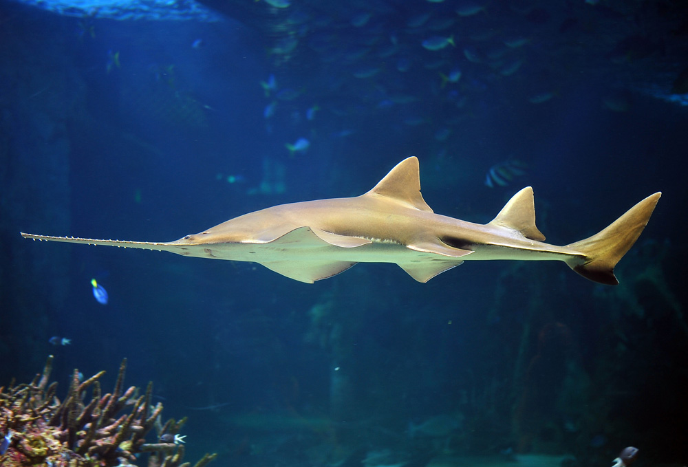 Green Sawfish - Pristis zijsron