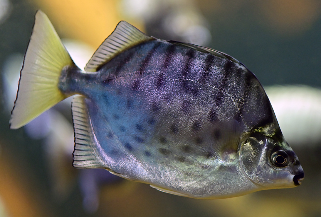 Silver Scat - Selenotoca multifasciata