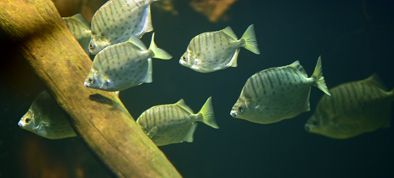 Silver Scat - Selenotoca multifasciata