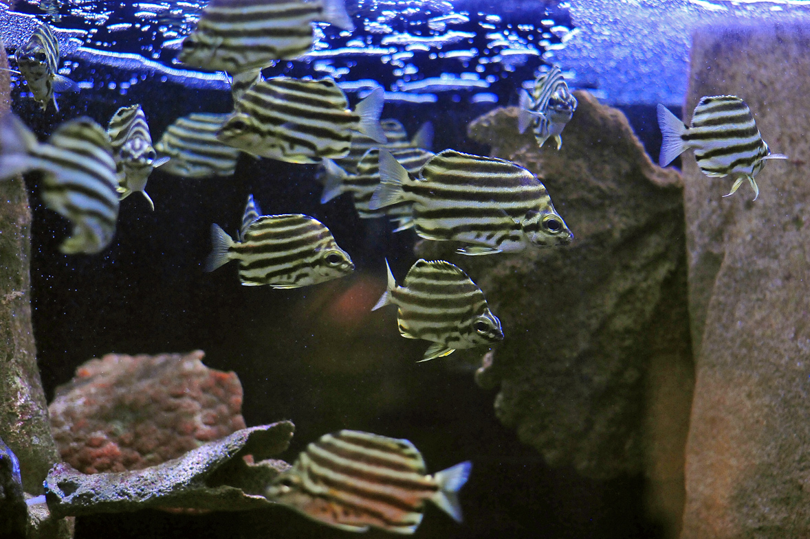 Stripey - Microcanthus strigatus